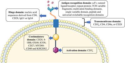 Chimeric antigen receptor T-cell therapy for T-ALL and AML